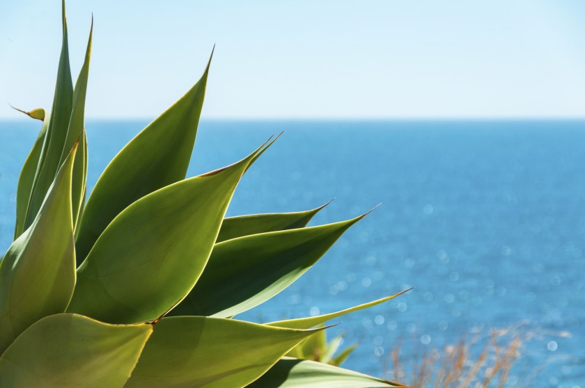 Toxic Plants Master Gardener Association of San Diego County