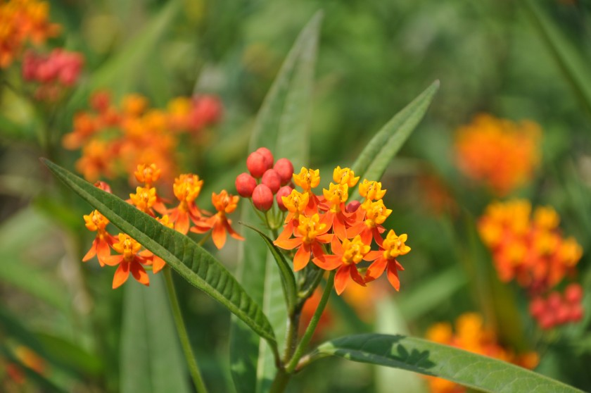 Toxic Plants Master Gardener Association of San Diego County