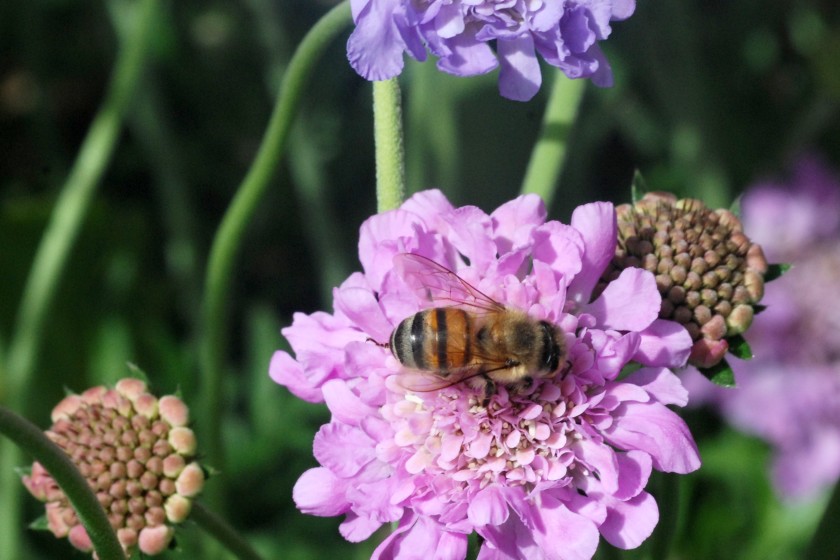 Plant for the Pollinators Master Gardener Association of San Diego County