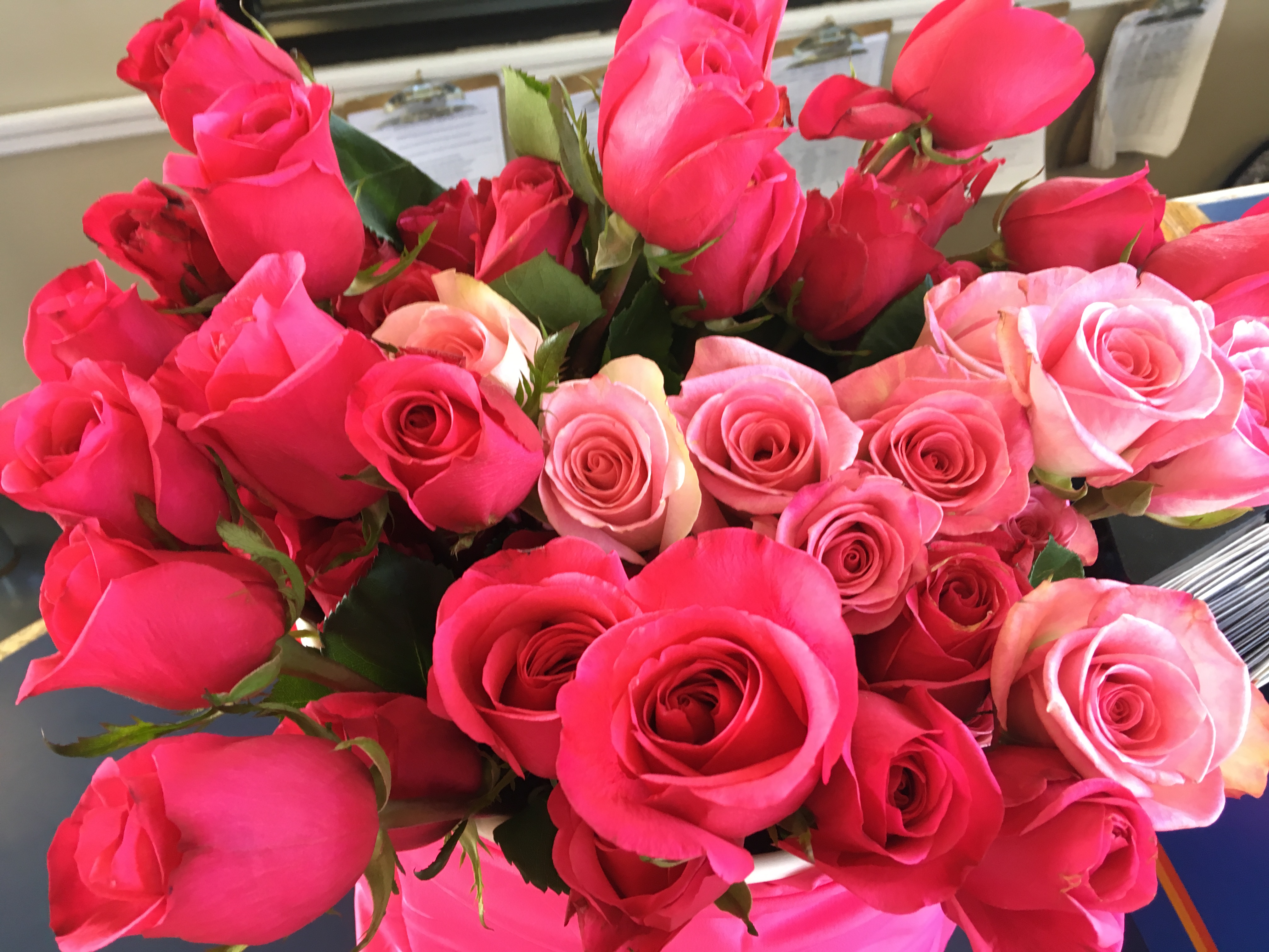 Pink Roses MasterLube Billings Laurel Montana