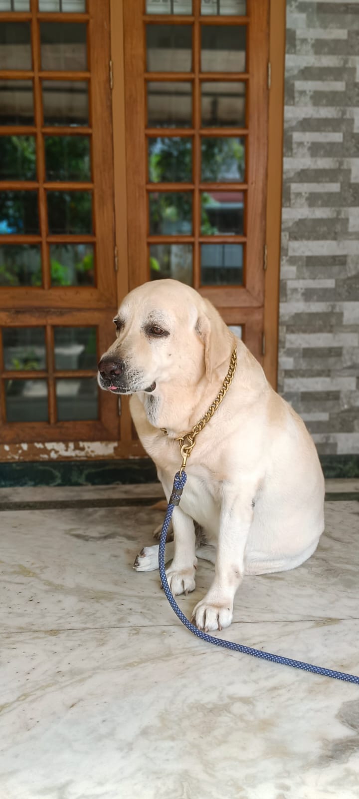 Bella's Transformation A Customer Story of Love and Care Masterpet Blog(04)