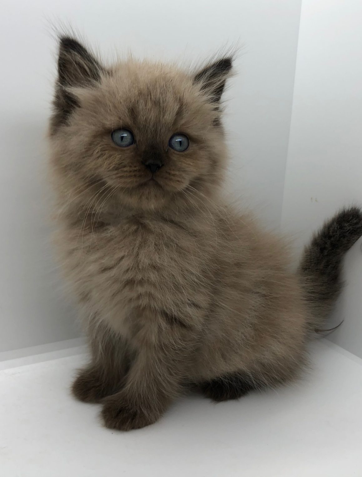 Seal Point Mink Masterpiece Ragdolls