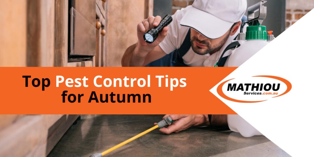 Top Pest Control Tips for Autumn Mathiou Services