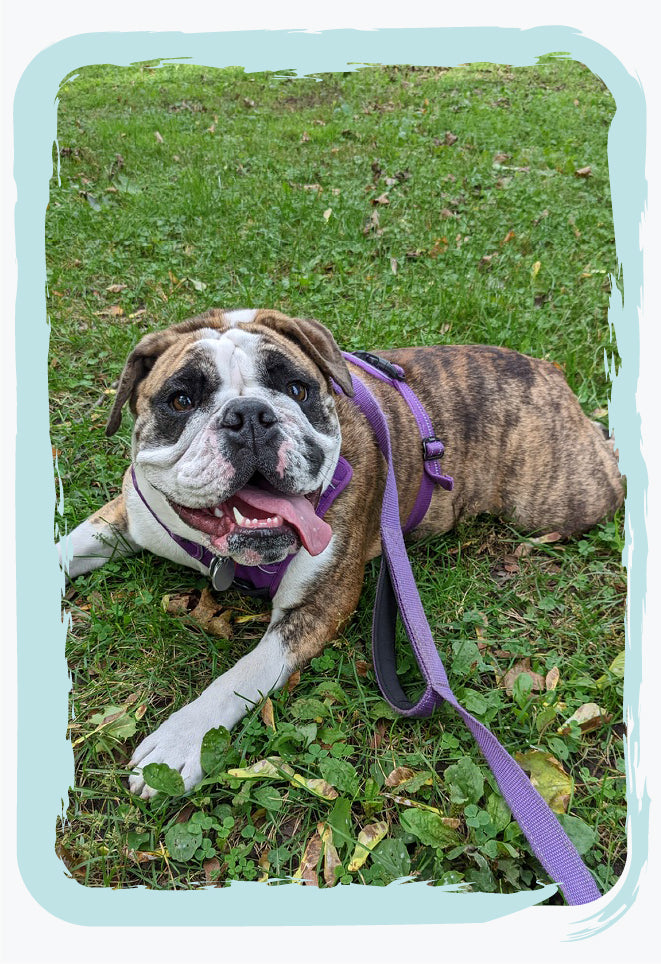 Bully stick ingredient and nutritional value Matilda's Choice