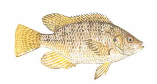 Tilapia Mattes Seafood