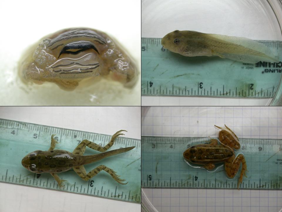 Matthew Bolek, Amphibian Parasitology, Nematomorpha