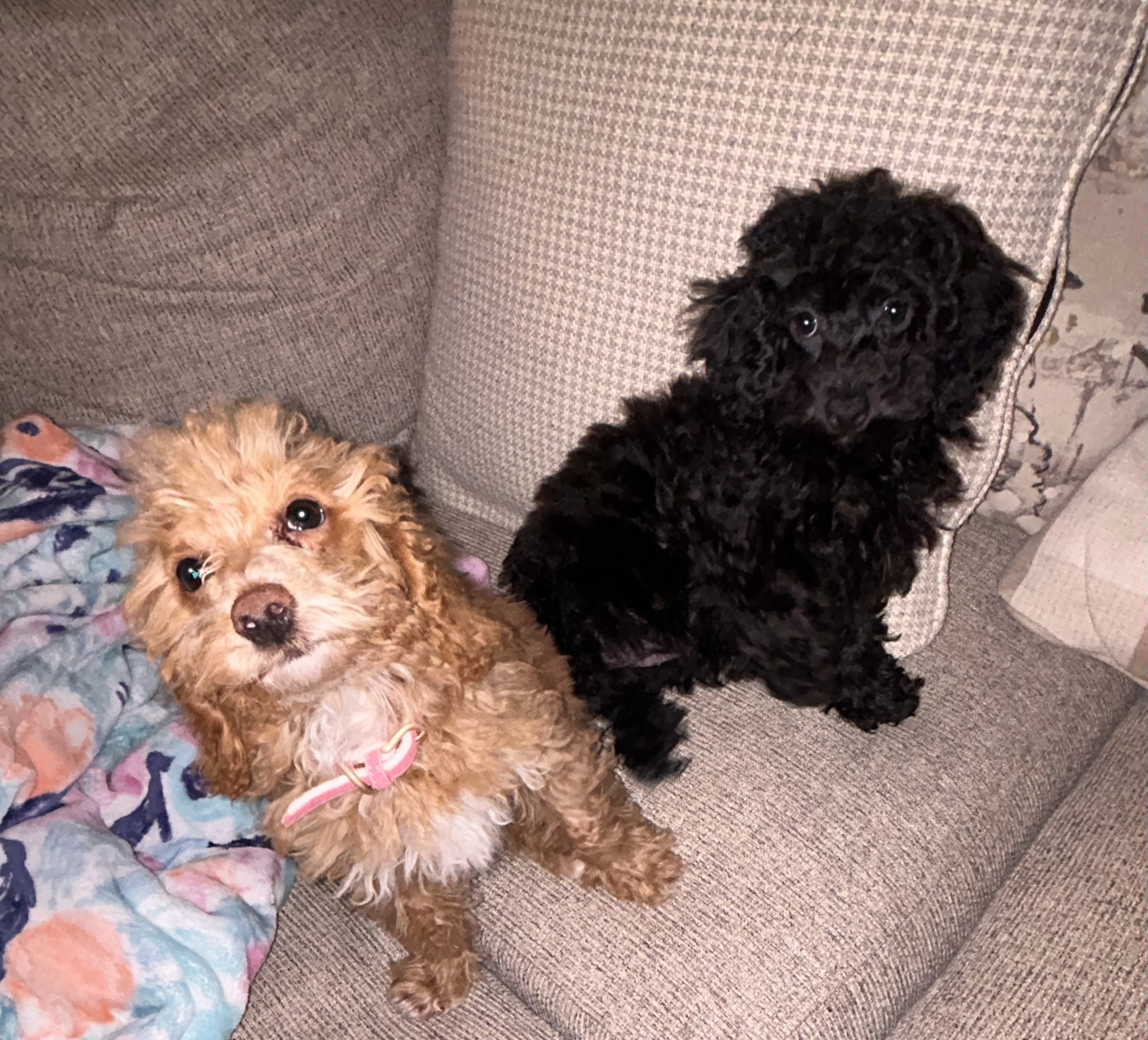 Matthew Stoltzfus Dog Breeder Reviews