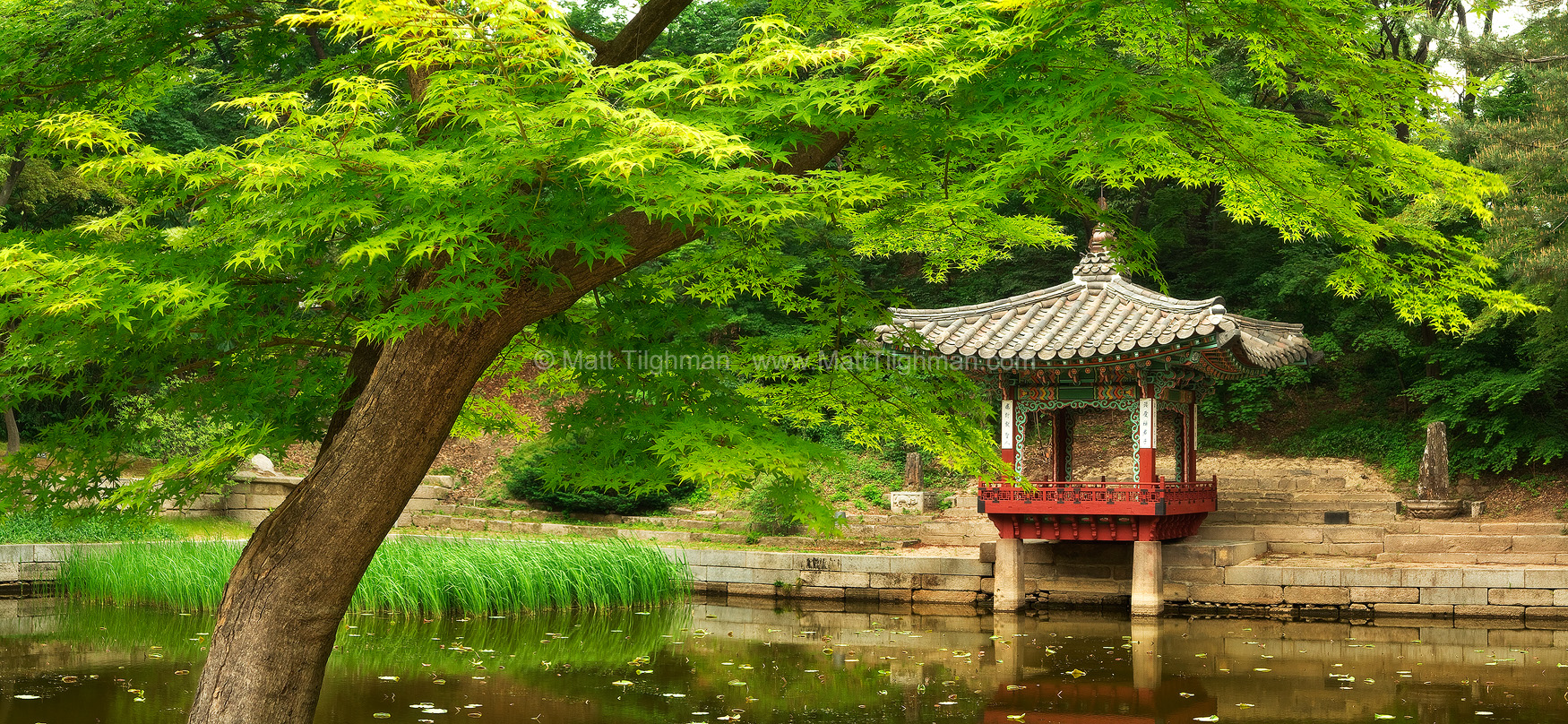 Changdeokgung Secret Garden in Spring Matt Tilghman Photography