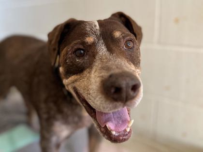 SENIOR DOGS AT MAUI HUMANE SOCIETY FETCH GRANT - Maui Humane Society