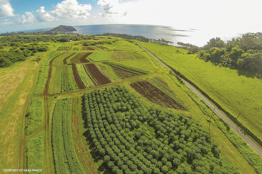 Food on Hawaii Food Security Sustainable Food Hawaii
