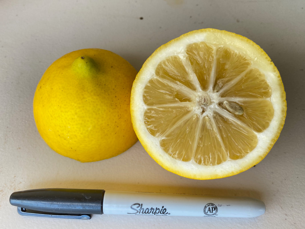 Lemon Improved Meyer maui Native Nursery