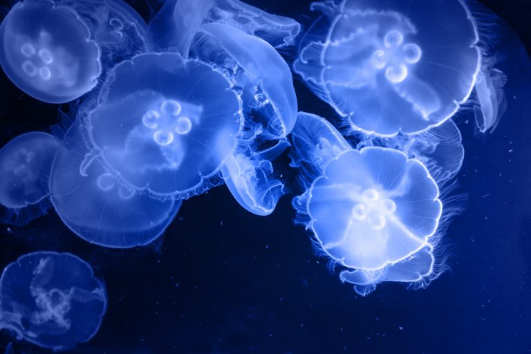 Free Presentation to Discuss Redefining the Definition of a Public