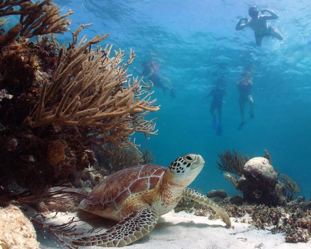 Turtle Town Maui Discounts on Snorkel Tours Maui Tickets for Less