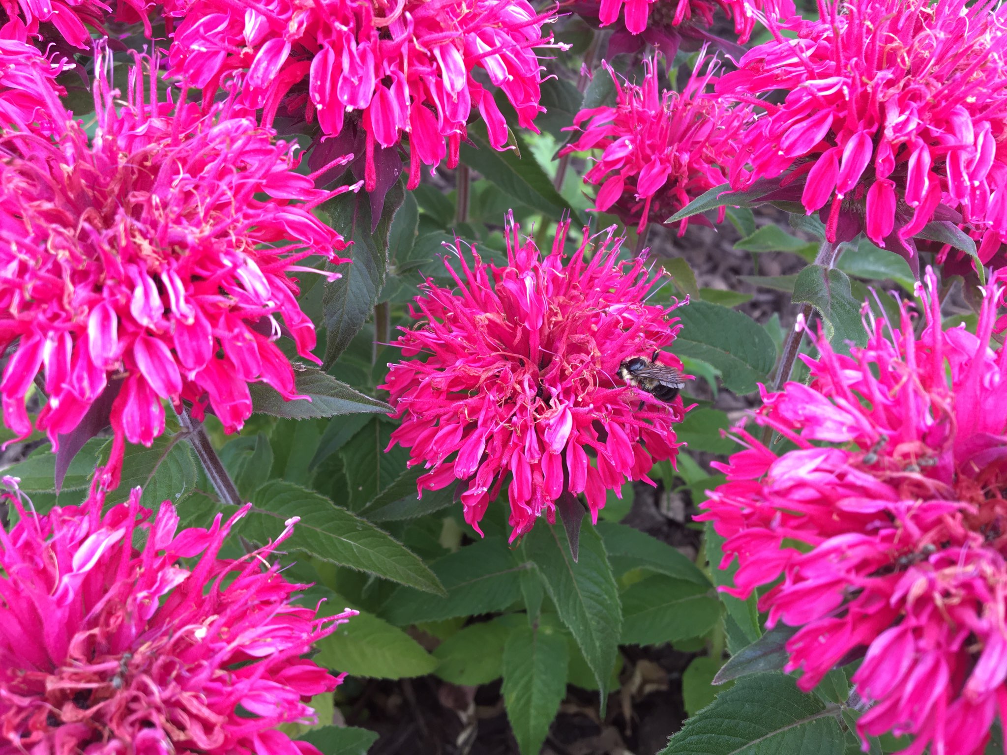 Illinois Native Plants Property Value & Landscaping Maureen