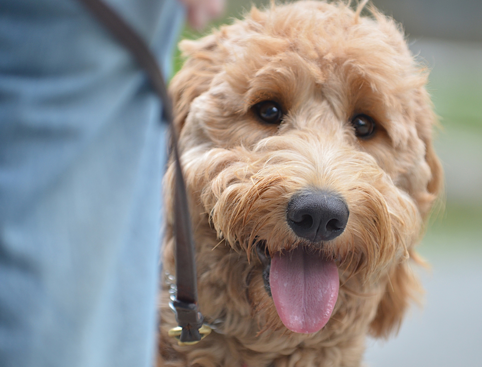 3 common dog training problems and how to solve them Pup Breeds