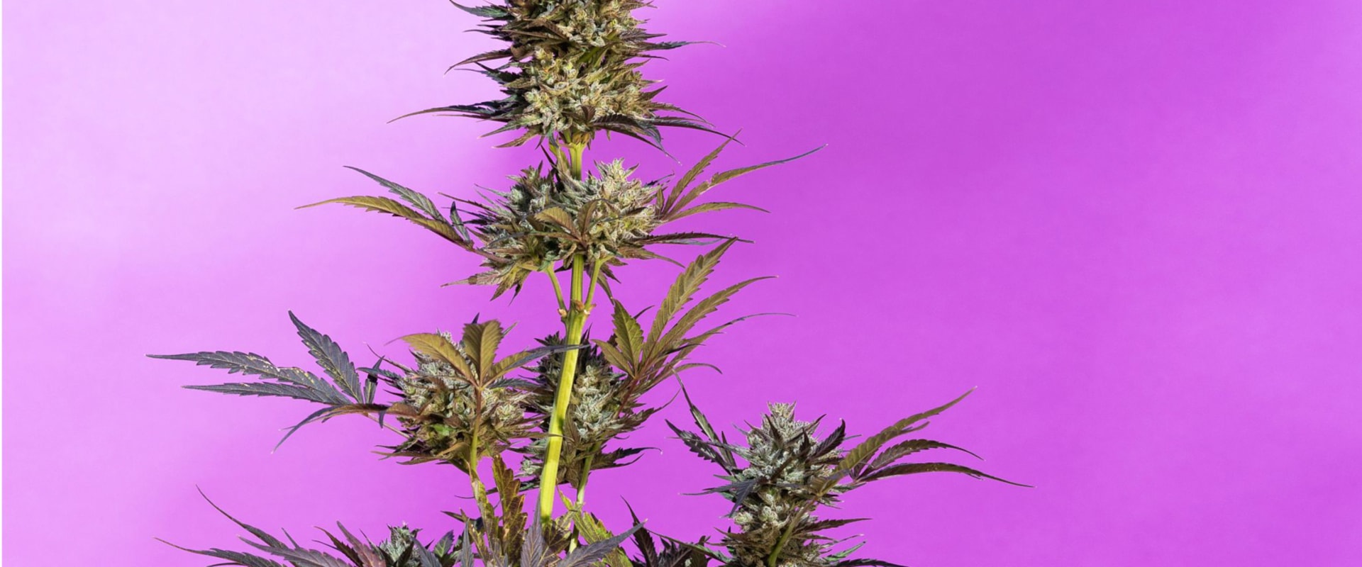 Will a hybrid strain keep me awake?