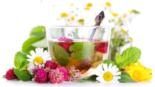 Peluang Bisnis Herbal 
