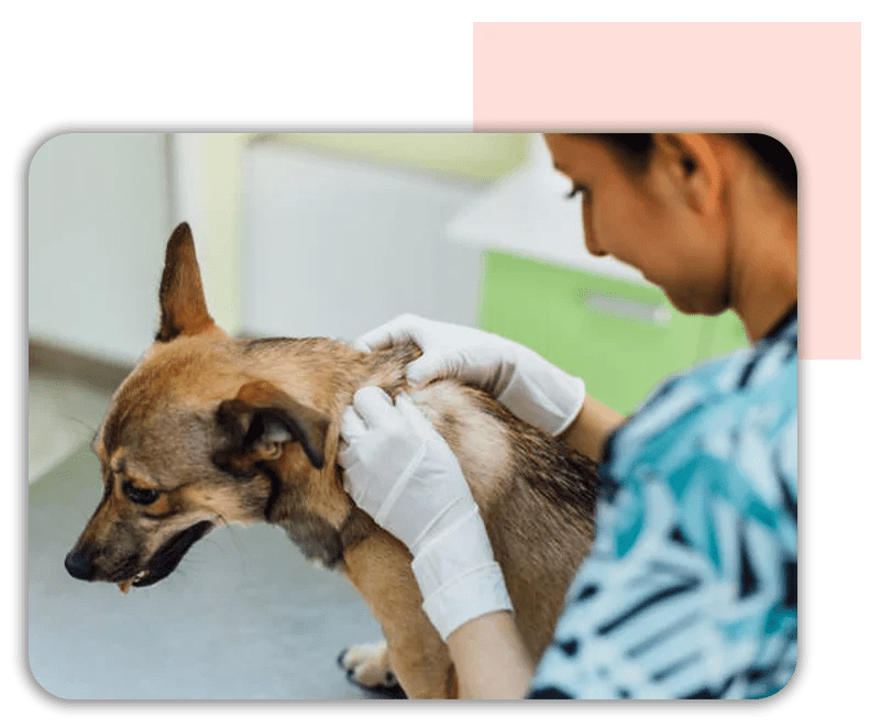 Dermatology mycaregroup