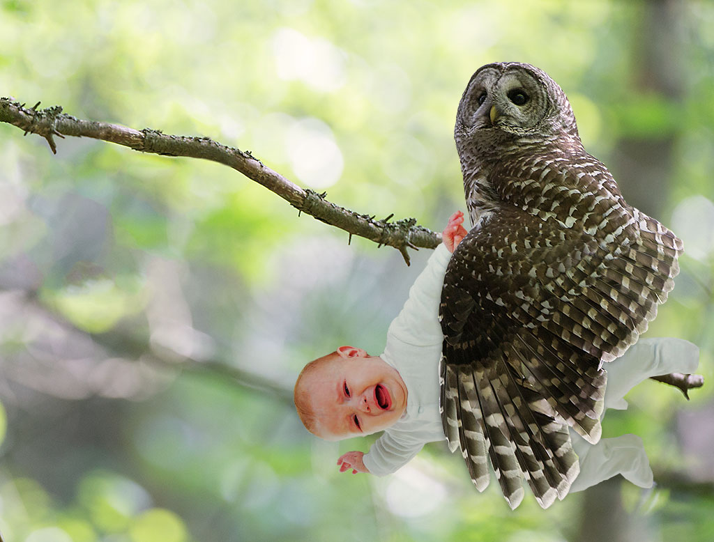 Save the Children Barred Owls Live Among Us Max Waugh