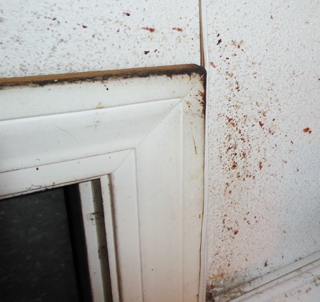 Moving Woes May Indoor Air Investigations LLC Jeffrey C. May May