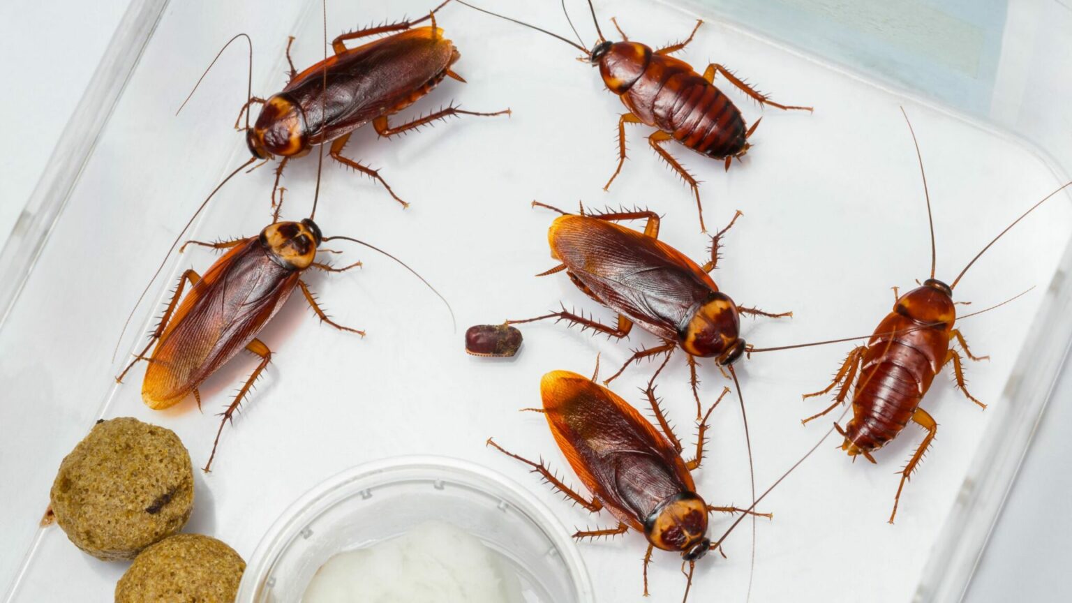How to Get Rid of Roaches in Your Apartment