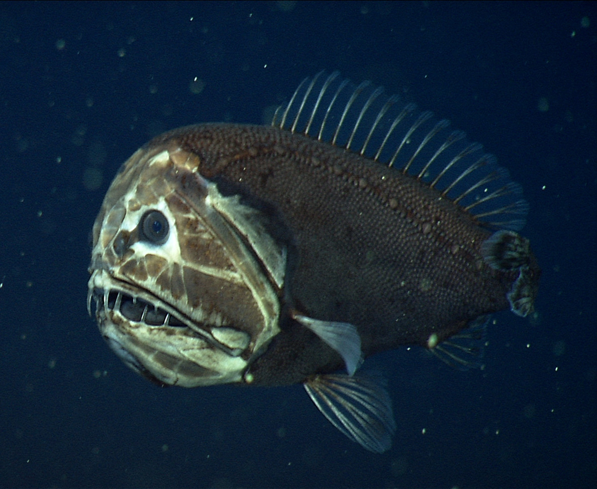 Monterey Canyon Stunning deepsea topography revealed MBARI