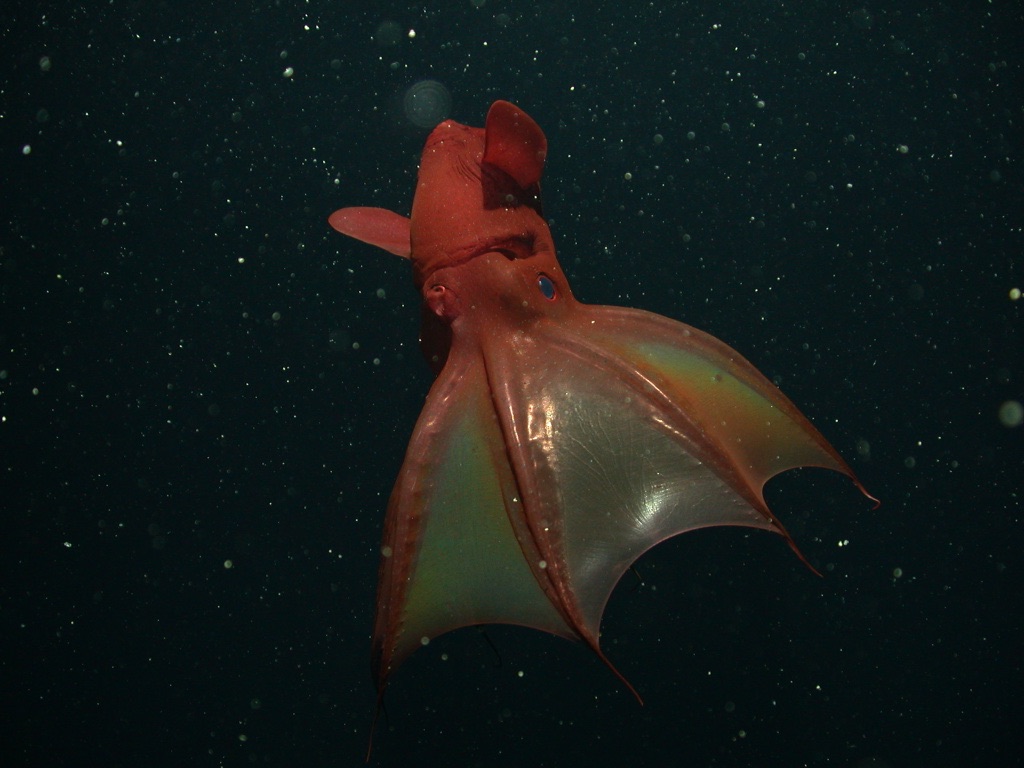 Deep Sea Vampire Squid