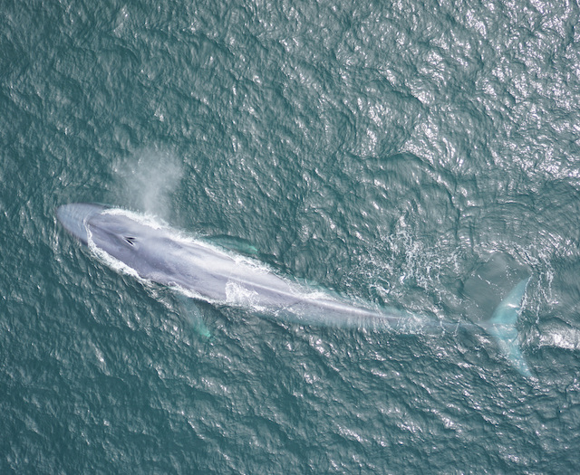 Sound reveals giant blue whales dance with the wind to find food • MBARI