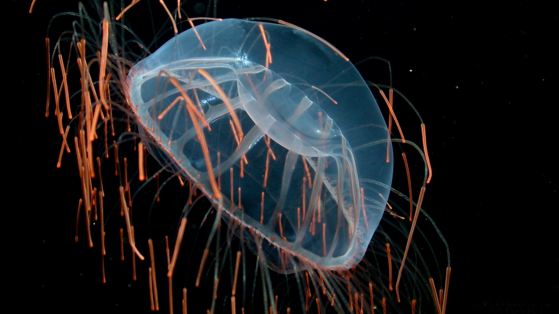 Firework jelly • MBARI