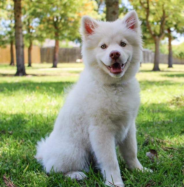 How To Top Dress Your Buffalo Turf MBS Building & Landscape