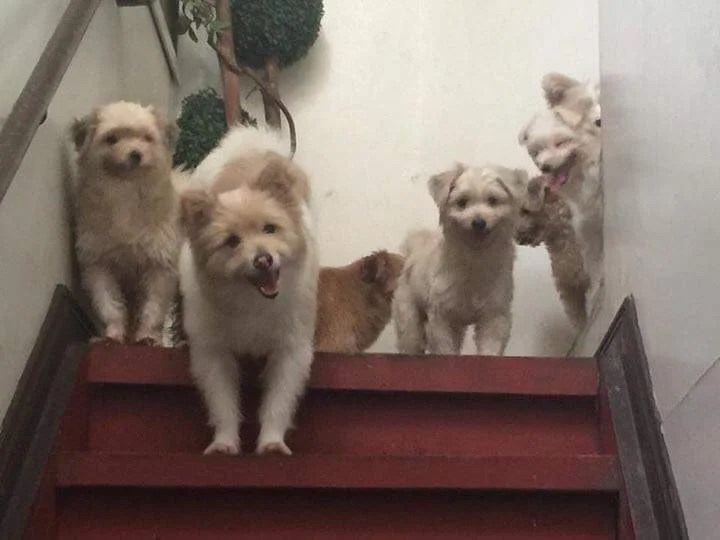 Pet Friendly Pest Control Mc Ace Pest Control Philippines