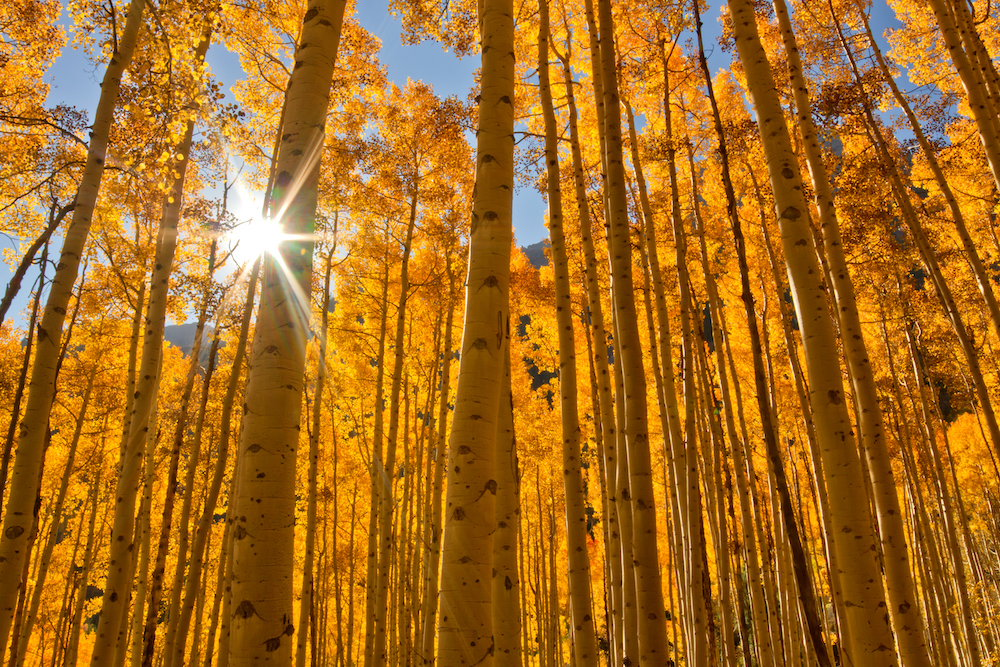 Your Guide to Leaf Peeping in Aspen McCartney Properties