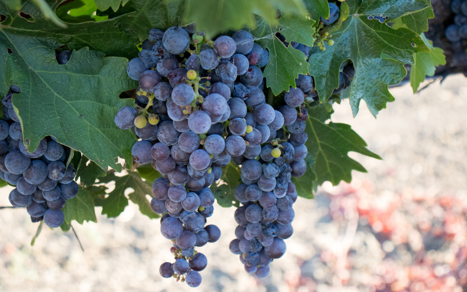 All About Grenache Wine McClain Cellars Winery