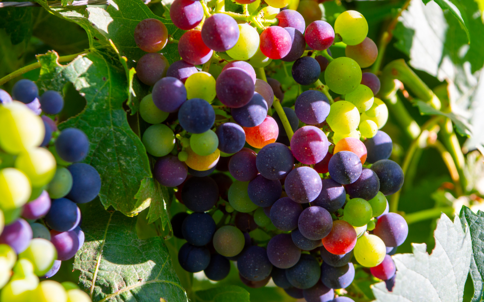 Wine Profile All About Petit Verdot McClain Cellars Winery