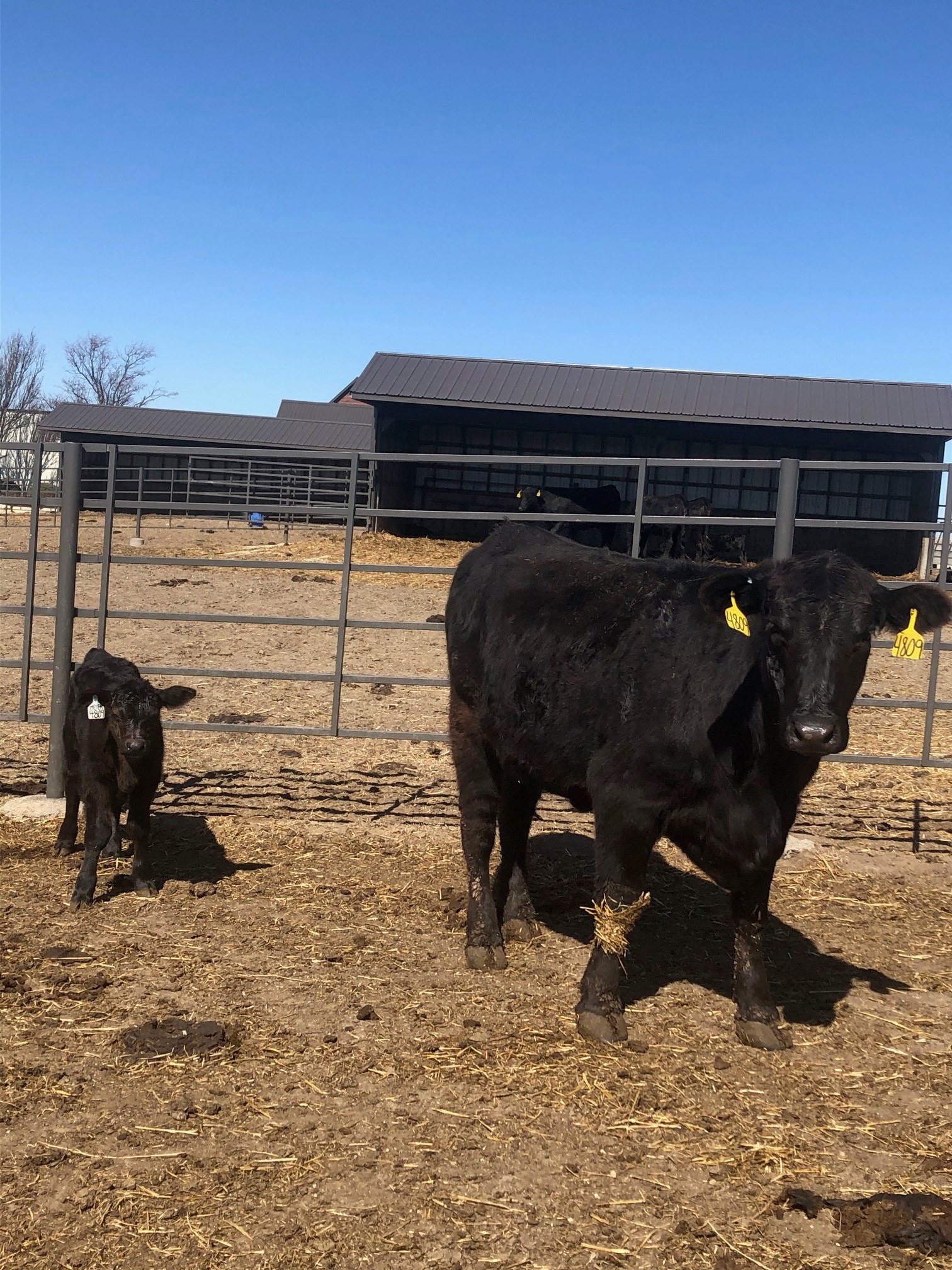 Early Consignments & Future Sales