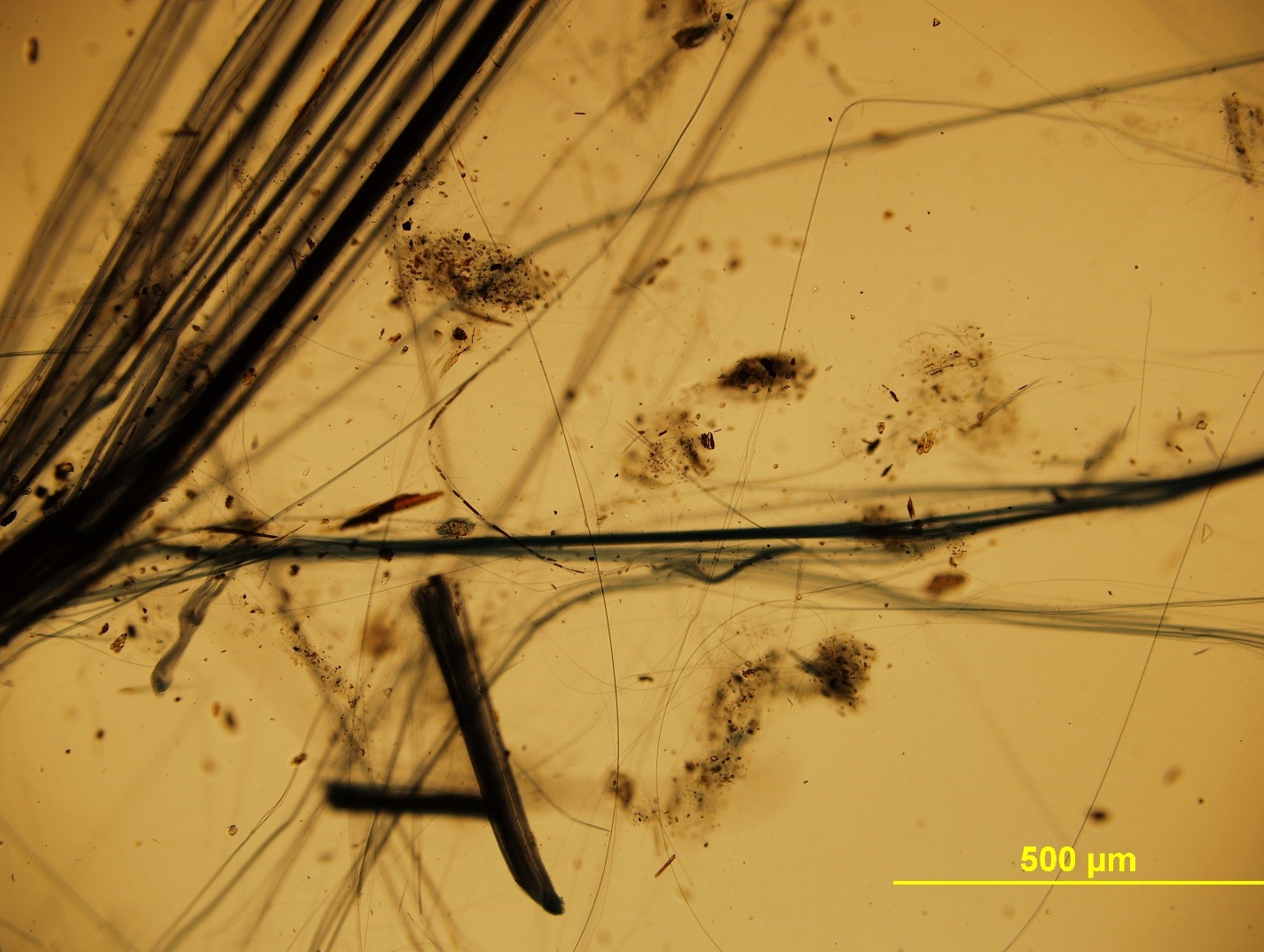 7 Essential Steps to Ensure Best Results from Your Polarized Light