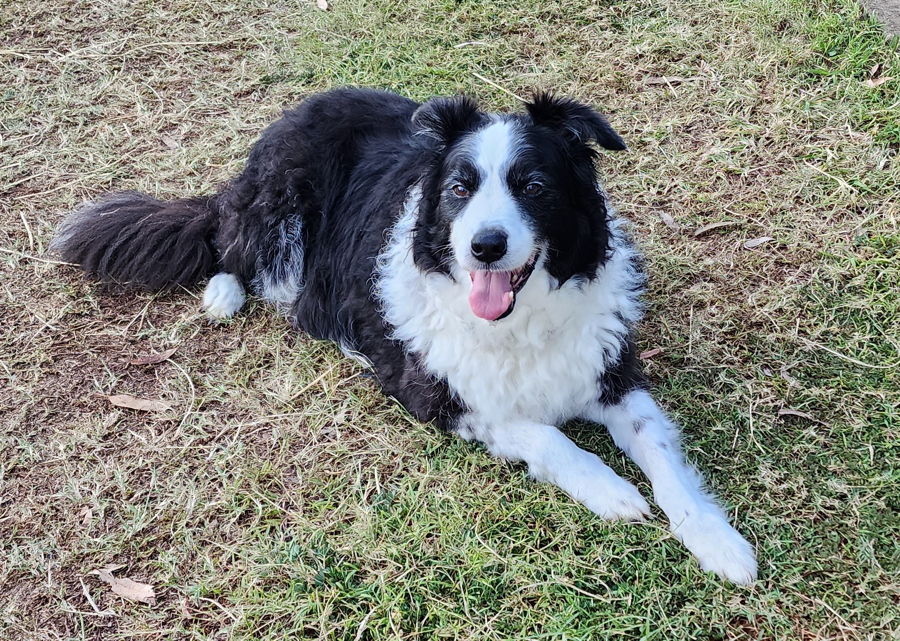 Turned Bear, our 10 year old border collie, back into a young buck