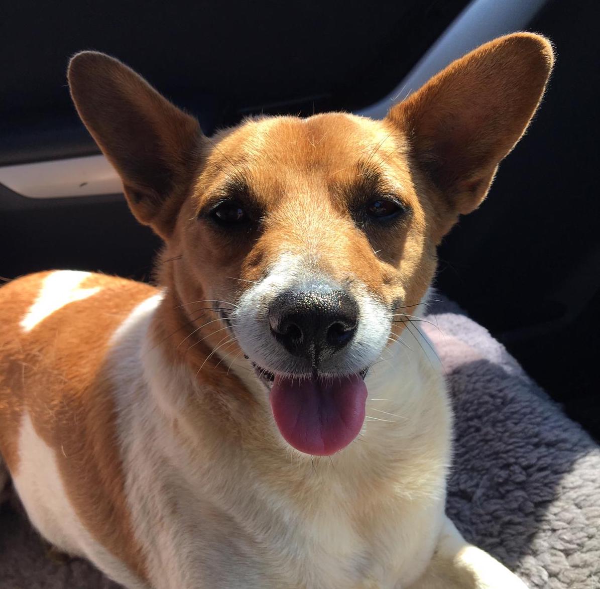 My Jack Russells Mast Cell Tumour McDowell's Herbal Treatments