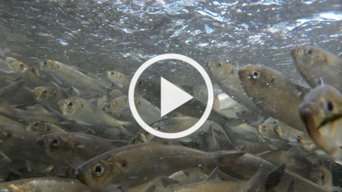 Bagaduce Fishway Project Walker Pond Maine Coast Heritage Trust