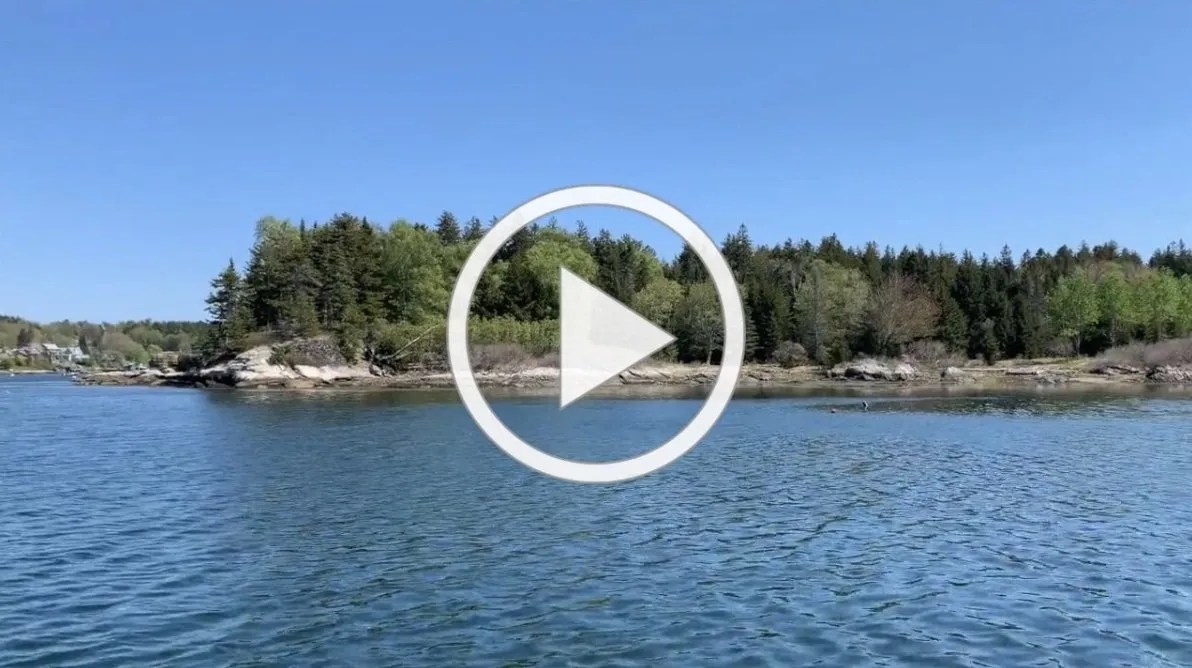 Woodward Point Preserve Summer 2021 Update Maine Coast Heritage Trust