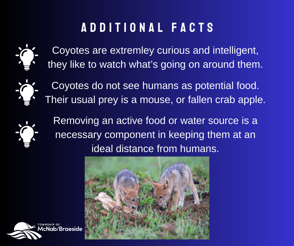 Coyotes in Your Community Township of McNab/Braeside