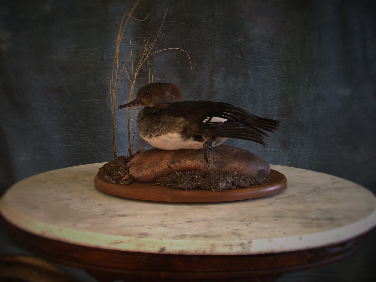 Bird Taxidermy.