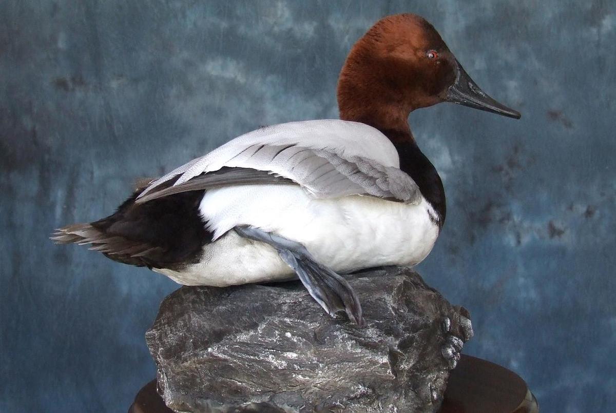 What Does A Canvasback Need To Survive at Althea Brewer blog