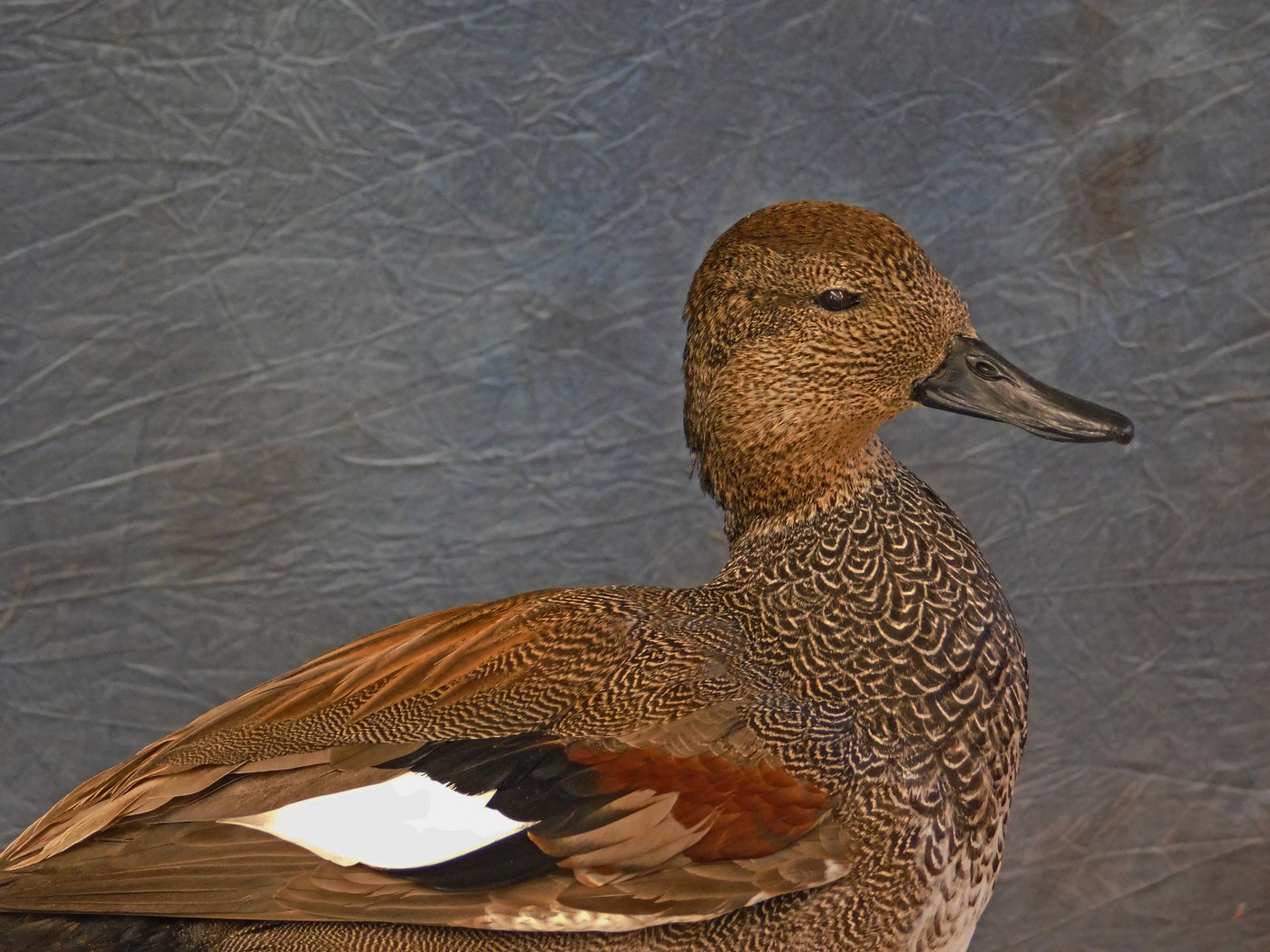 Duck taxidermy