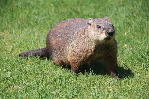 When Do Groundhogs Have Babies In Ohio Baby