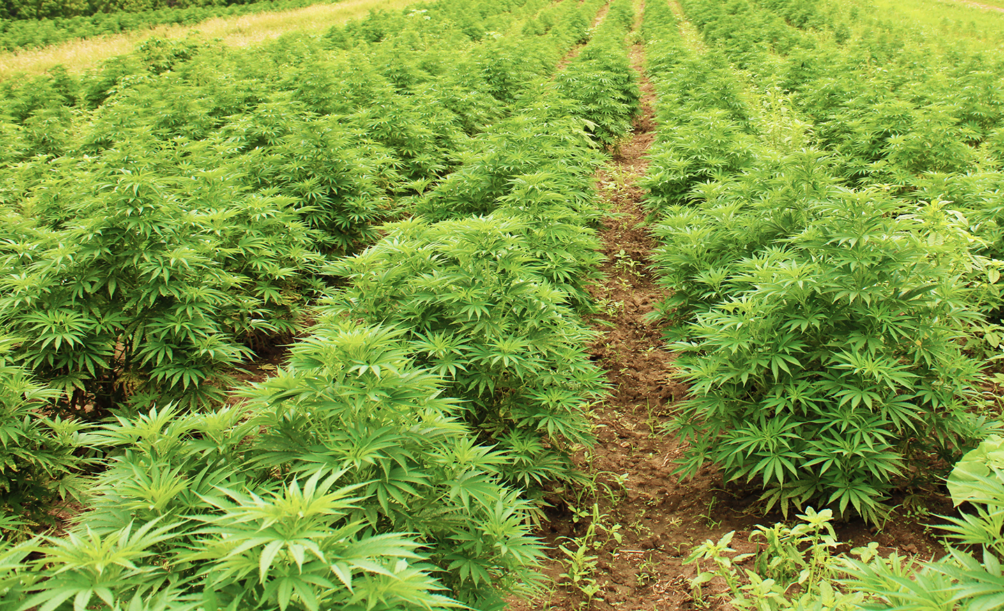 FAQs Regarding Minnesota's Hemp Program Minnesota Department of Agriculture