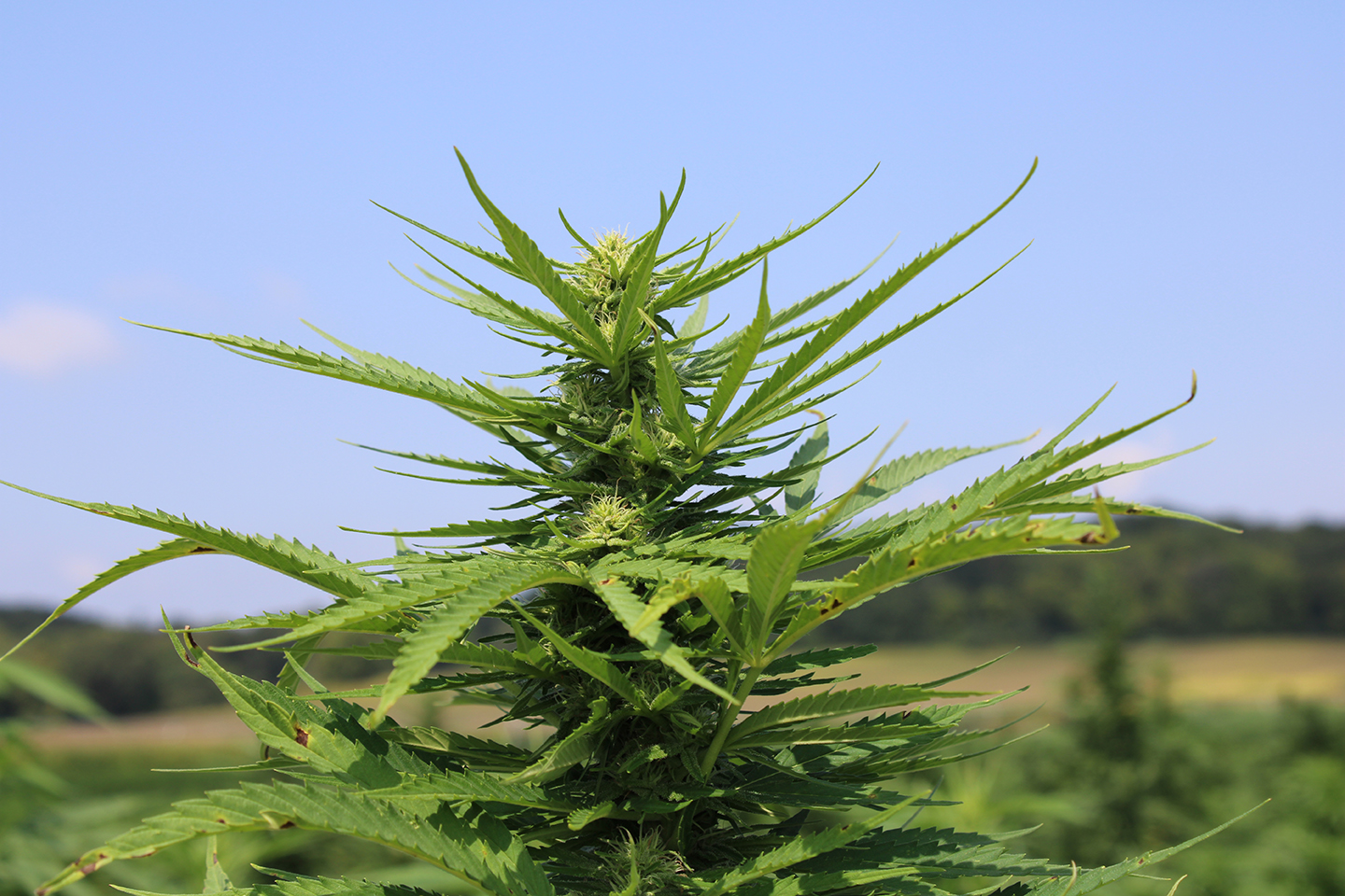 FAQs Regarding Minnesota's Hemp Program Minnesota Department of Agriculture