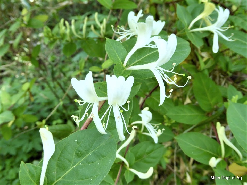 Japanese Honeysuckle Minnesota Department of Agriculture