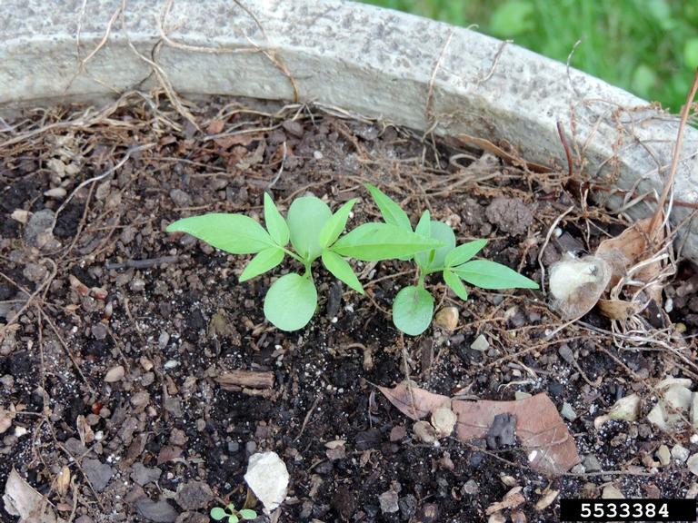 Tree of Heaven Minnesota Department of Agriculture