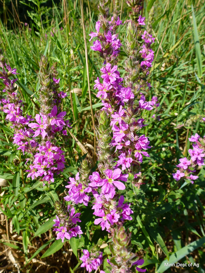 Purple Loosestrife Minnesota Department of Agriculture